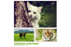 دانلود مجموعه 60 پس زمینه از حیوانات - Inhabitants of Our Planet