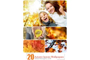 مجموعه 20 تصویر بکگراند زیبا و با کیفیت با موضوع برگ های پاییزی - Autumn leaves Wallpapers