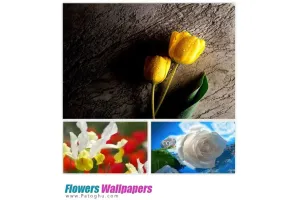دانلود مجموعه والپیپر زیبا از گل ها Flowers Wallpapers