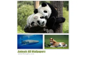 دانلود مجموعه تصاویر پس زمینه از حیوانات با کیفیت بالا - Animals HD Wallpapers