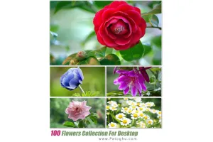 دانلود مجموعه والپیپر با کیفیت از گل های زیبا Flowers Collection For Desktop