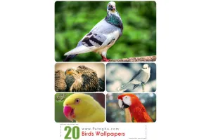 دانلود والپیپرهای زیبای دسکتاپ از پرندگان زیبا
