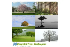 دانلود مجموعه 30 والپیپر با کیفیت از درختان - Beautiful Trees Wallpapers