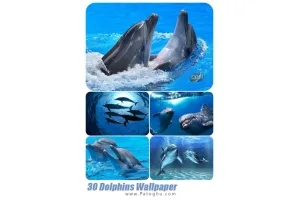 دانلود تصاویر پس زمینه از دلفین ها برای دسکتاپ Dolphins Wallpaper pack