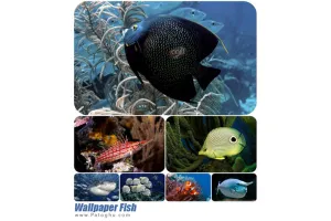 مجموعه عکس از ماهی ها برای پس زمینه دسکتاپ Wallpaper Fish