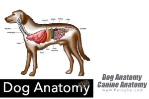 آناتومی سگ برای اندروید Dog Anatomy: Canine Anatomy v7.0