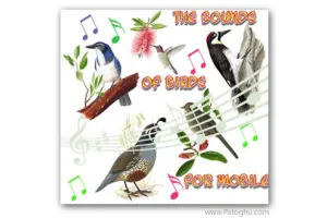 زنگ خور موبايل با کيفيت با موضوع صداي پرنده ها The Sounds Of Birds For Mobile