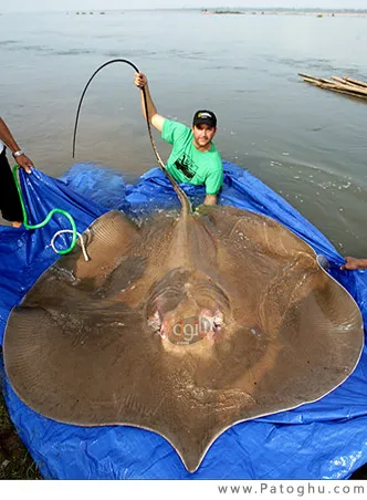 دانلود مستند ماهی های غول آسا - National Geographic - Monster Fish: Giant Stingray