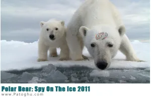 دانلود مستند خرس قطبی Polar Bear: Spy On The Ice 2011