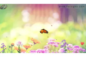 دانلود اسکین سیور زیبا با نام Butterfly Paradise Screensaver