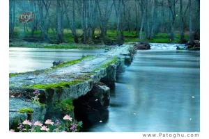 دانلود اسکرین سیور بسیار زیبای Morning In The Forest Screensaver