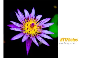 دانلود HTTPhotos 4.6 ساخت گالری های آنلاین