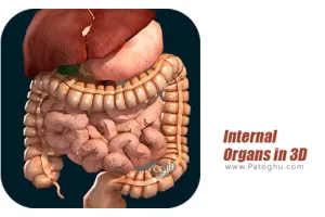 دانلود 2.5 Internal Organs in 3D آناتومی سه بعدی اندام های داخلی بدن انسان برای اندروید