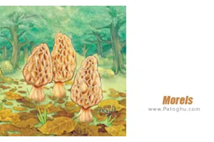 دانلود 1.10.03 Morels بازی قارچ های خوراکی برای اندروید