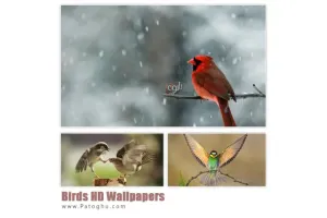 دانلود مجموعه پس زمینه زیبا و باکیفیت با موضوع پرنده ها Birds HD Wallpapers