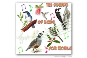 زنگ خور موبايل با کيفيت با موضوع صداي پرنده ها The Sounds Of Birds For Mobile