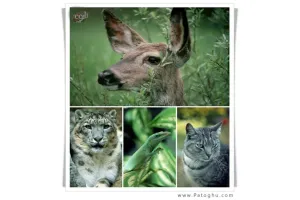 دانلود مجموعه عکس حیوانات با کیفیت بالا