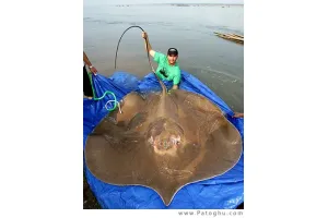 دانلود مستند ماهی های غول آسا - National Geographic - Monster Fish: Giant Stingray