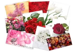 مجموعه ۵٠ والپپر زیبا و جدید از گل های رنگارنگ