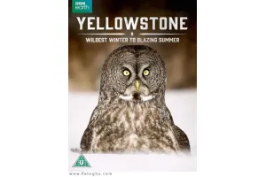 دانلود فصل اول مستند یلواستون زمستان وحشی به تابستان داغ 2017 Yellowstone Wildest Winter To Blazing Summer