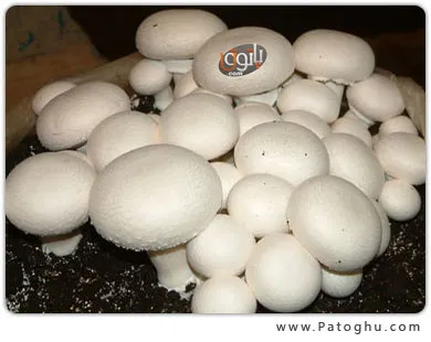 دانلود رایگان پروژه کار آفرینی پرورش قارچ 