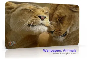 دانلود کلکسیون تصاویر فوق العاده زیبای حیوانات Wallpapers Animals