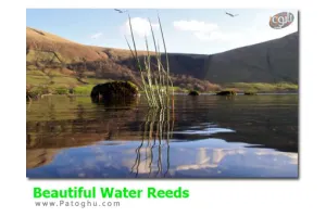 دانلود اسکرین سیور زیبای برکه ی آرام