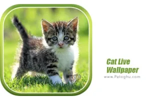 دانلود والپیپر زنده گربه برای اندروید 1.0.4 Cat Live Wallpaper