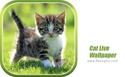 دانلود والپیپر Cat Live Wallpaper برای اندروید دانلود والپیپر Cat Live Wallpaper برای اندروید