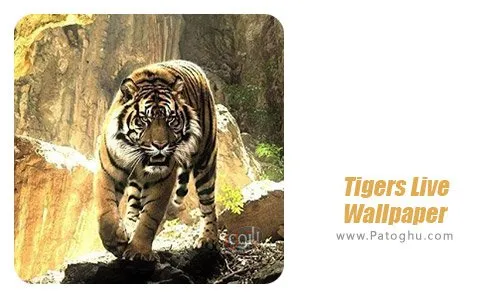 دانلود نرم افزار Tigers Live Wallpaper برای اندروید