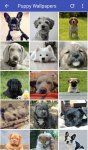 دانلود Puppy Wallpapers HD برای اندروید