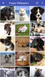 دانلود Puppy Wallpapers HD برای اندروید