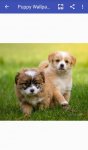 دانلود Puppy Wallpapers HD برای اندروید