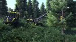 Lumberjacks Dynasty